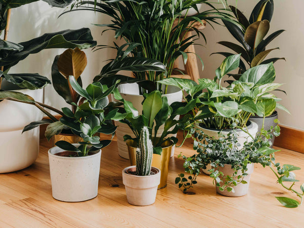 For Houseplants