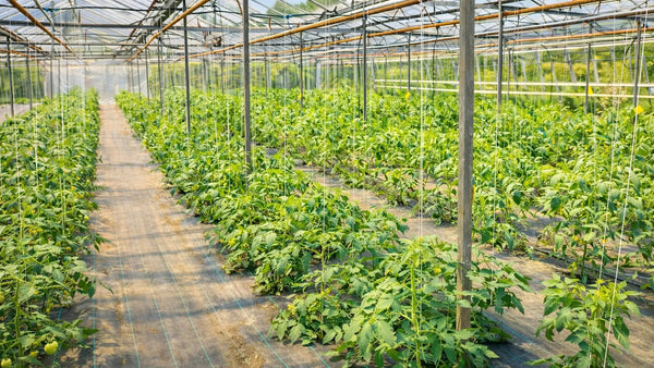 Growers & Substrate Blenders