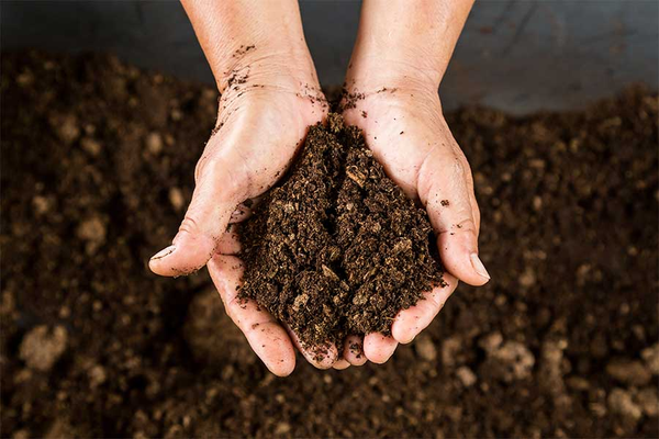 Peat-Free Gardening