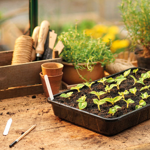 For Seeds & Vegetables