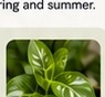 Healthy houseplant foliage