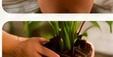 Removing plant from pot